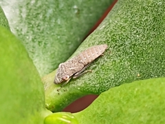 Homalodisca