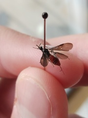 Atanycolus cappaerti