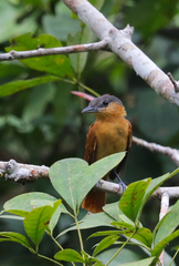 Pachyramphus minor