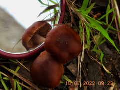 Cortinarius kula