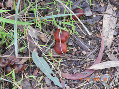 Cortinarius kula