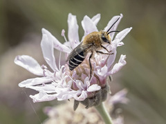 Colletes dimidiatus