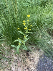 Rorippa barbareifolia