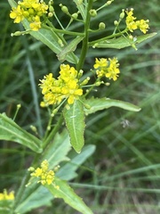 Rorippa barbareifolia