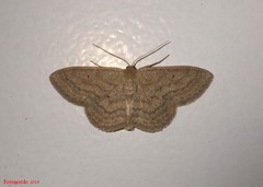 Scopula inductata