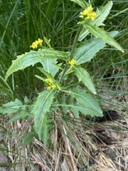 Rorippa barbareifolia