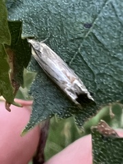 Crambus lathoniellus