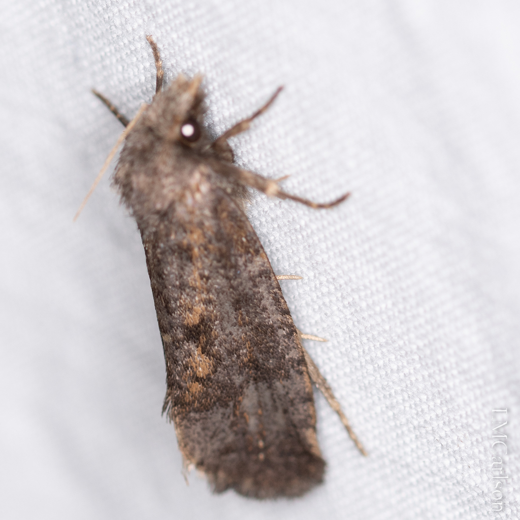 Clemens' Grass Tubeworm Moth from 1507 U.S. Hwy 70A, Hillsborough, NC ...