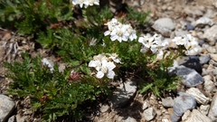 Achillea erba-rotta