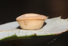 Paracraspis patelloides