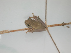 Boophis doulioti