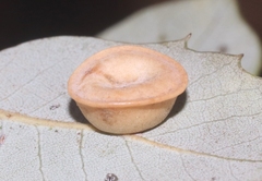 Paracraspis patelloides