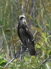 Rostrhamus sociabilis plumbeus