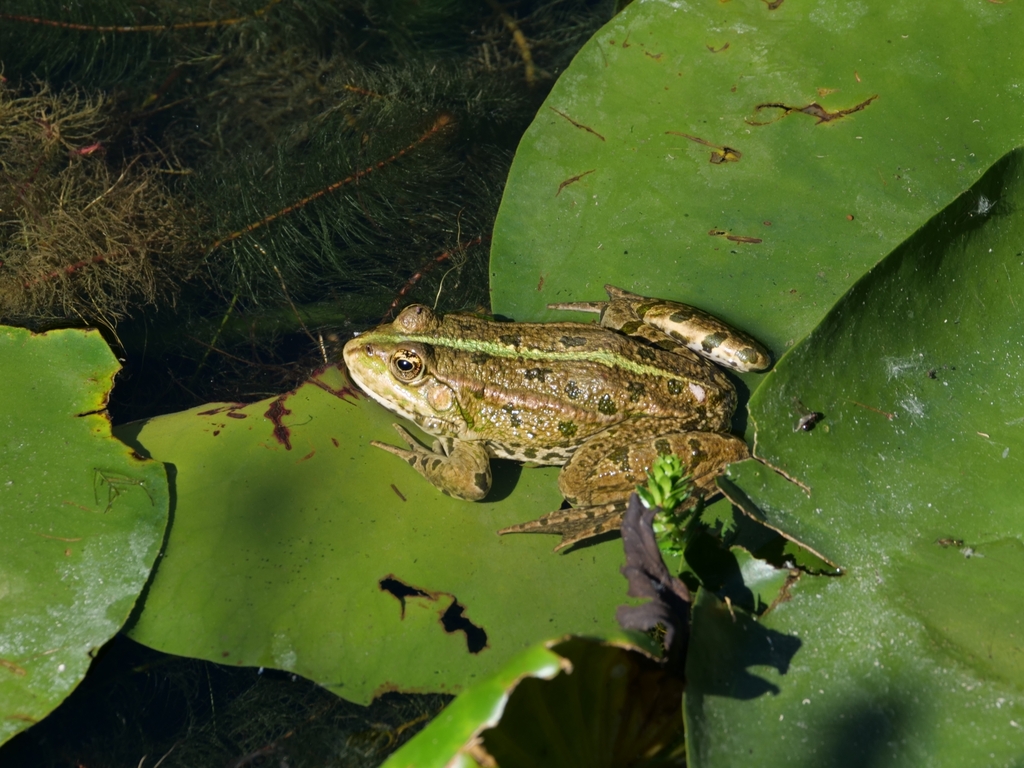 Marsh Frog from DUni Ost/Botanischer Garten, 40225 Düsseldorf