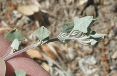 Chenopodium fremontii