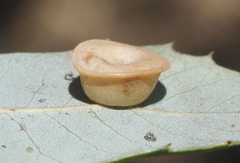 Paracraspis patelloides