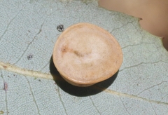 Paracraspis patelloides