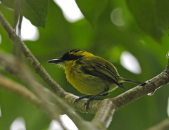 Todirostrum chrysocrotaphum
