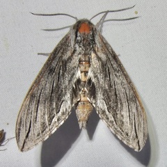 Sphinx libocedrus
