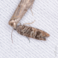 Retinia gemistrigulana