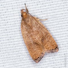 Psilocorsis cryptolechiella