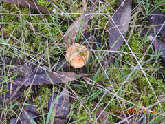 Cortinarius sinapicolor