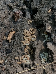 Lasius americanus