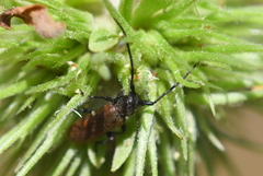 Anaesthetis testacea