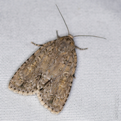 Acronicta immodica