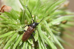 Anaesthetis testacea