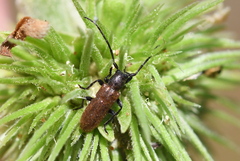 Anaesthetis testacea