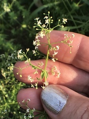 Galium mollugo