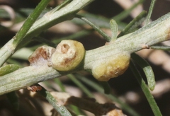 Rhopalomyia glutinosa