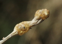 Rhopalomyia glutinosa
