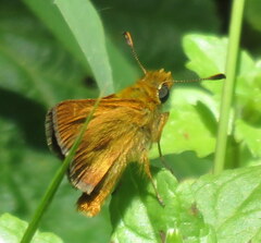 Ochlodes agricola
