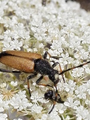 Cribroleptura otini