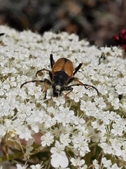 Cribroleptura otini