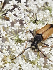 Cribroleptura otini