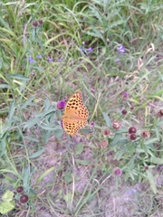 Argynnis paphia