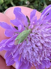 Adelphocoris quadripunctatus