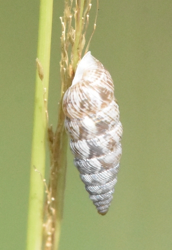 Urocoptidae image