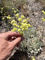 Eriogonum strictum