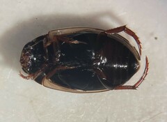 Agabus subfuscatus