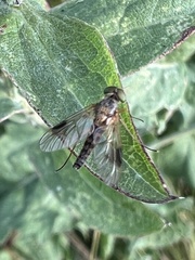 Chrysopilus asiliformis