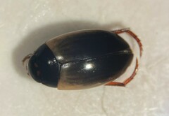 Agabus subfuscatus