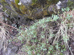 Monardella purpurea
