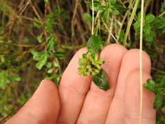 Monardella purpurea