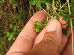 Monardella purpurea