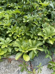 Pachysandra