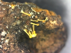 Eustilbum aureum
